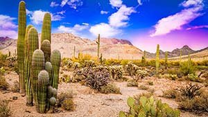 Popular destinations from New York to United States (PHX)